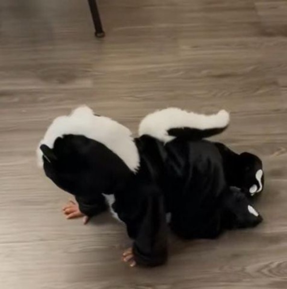 Meet your Posher, Sasha - Picture 1 of 1